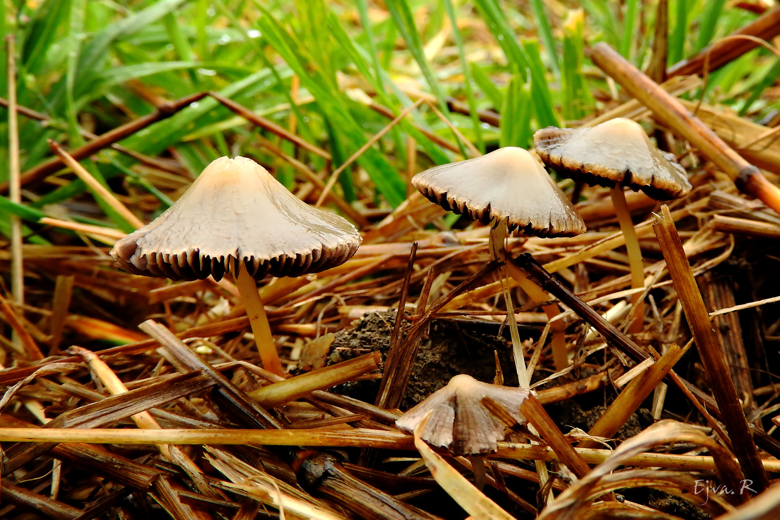 Gombák a szántóföldön