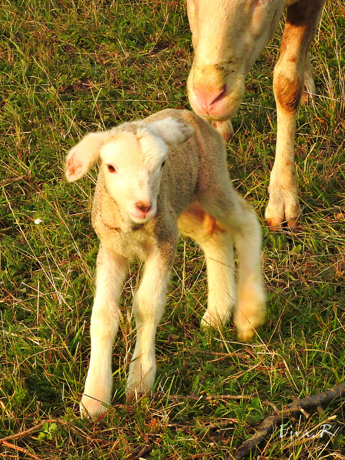 Ma született bárány :)