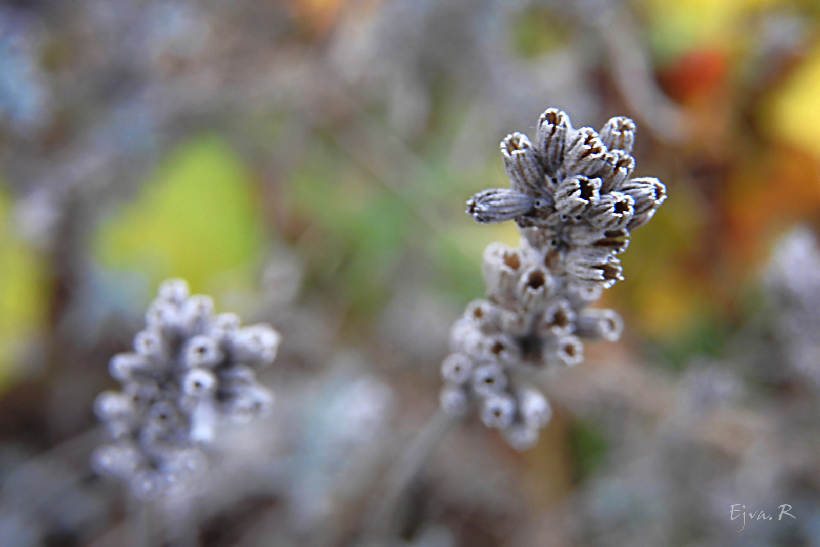 A levendula (Lavandula) Ősz