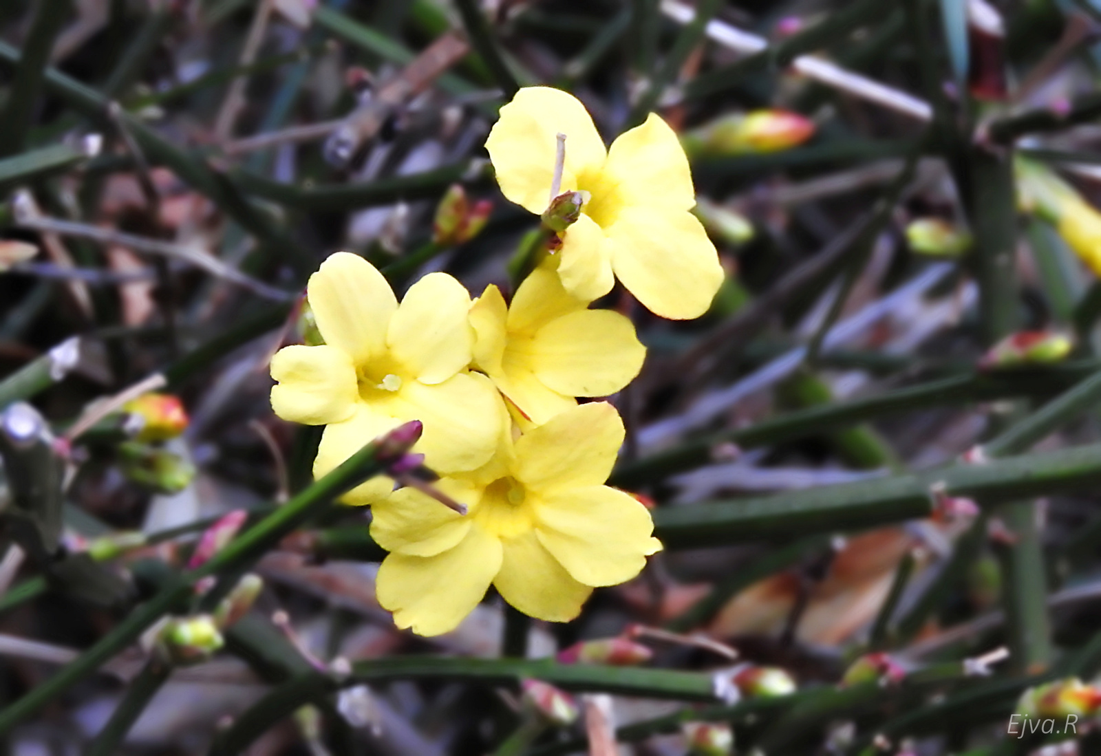 Virágok télen Téli Jázmin (Jasminum nudiflorum)