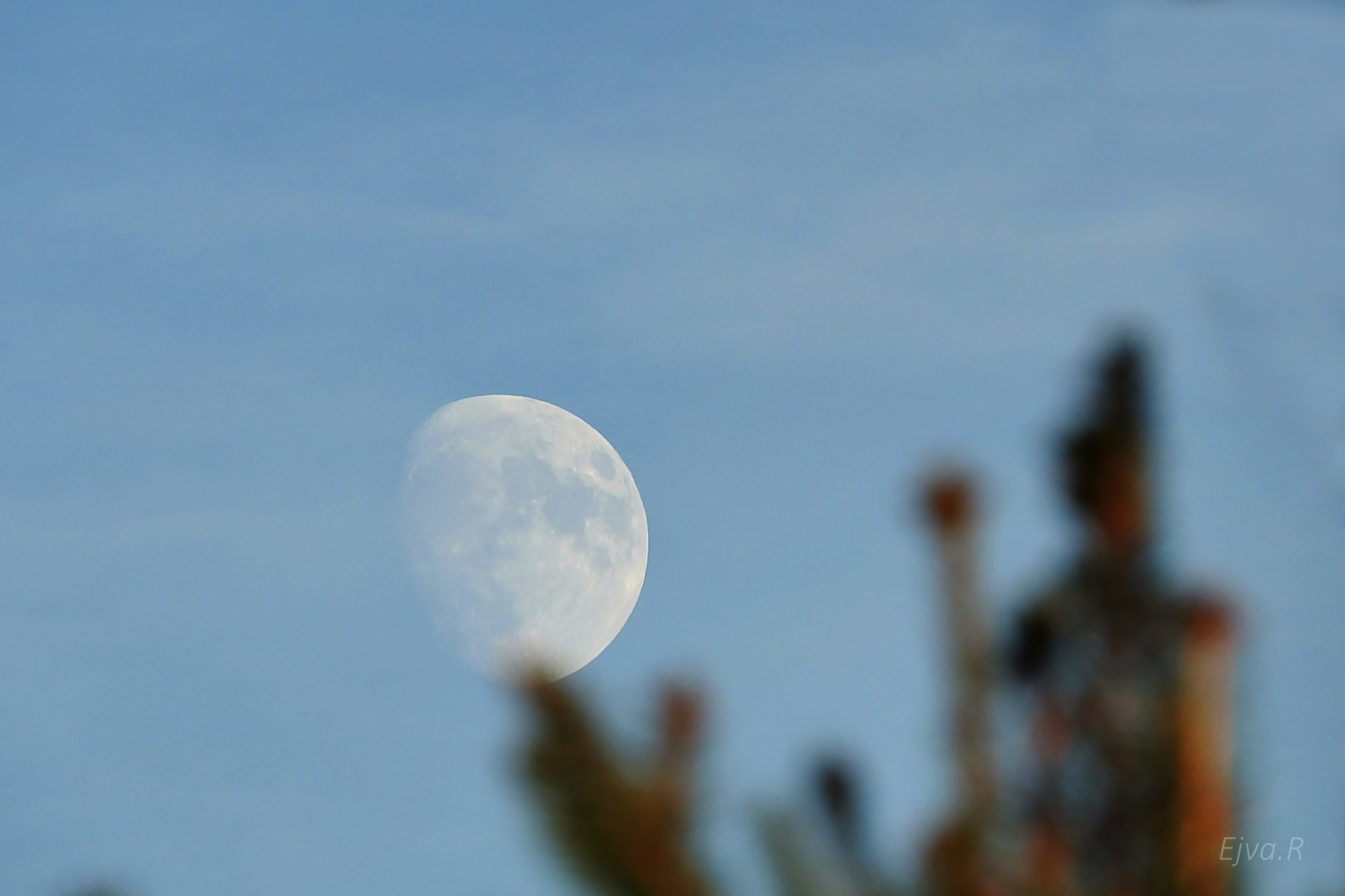 A Hold a fenyőfa mögött