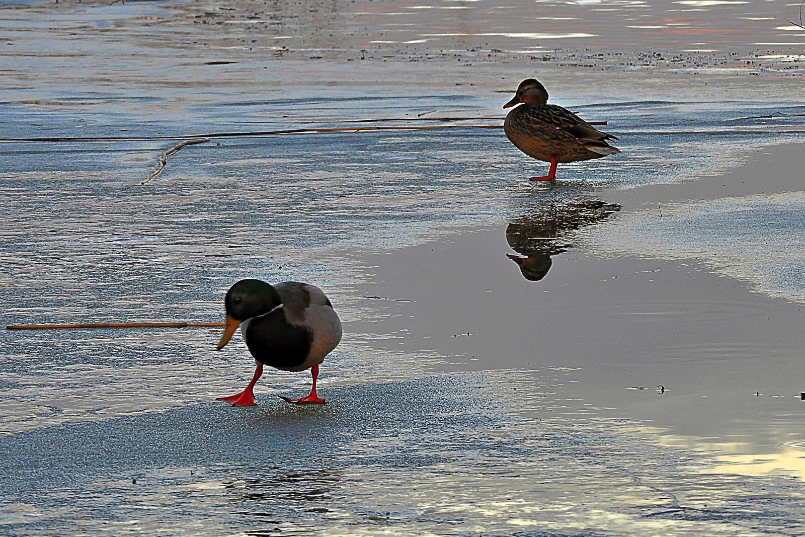 Kacsák a jégen Fertő tó