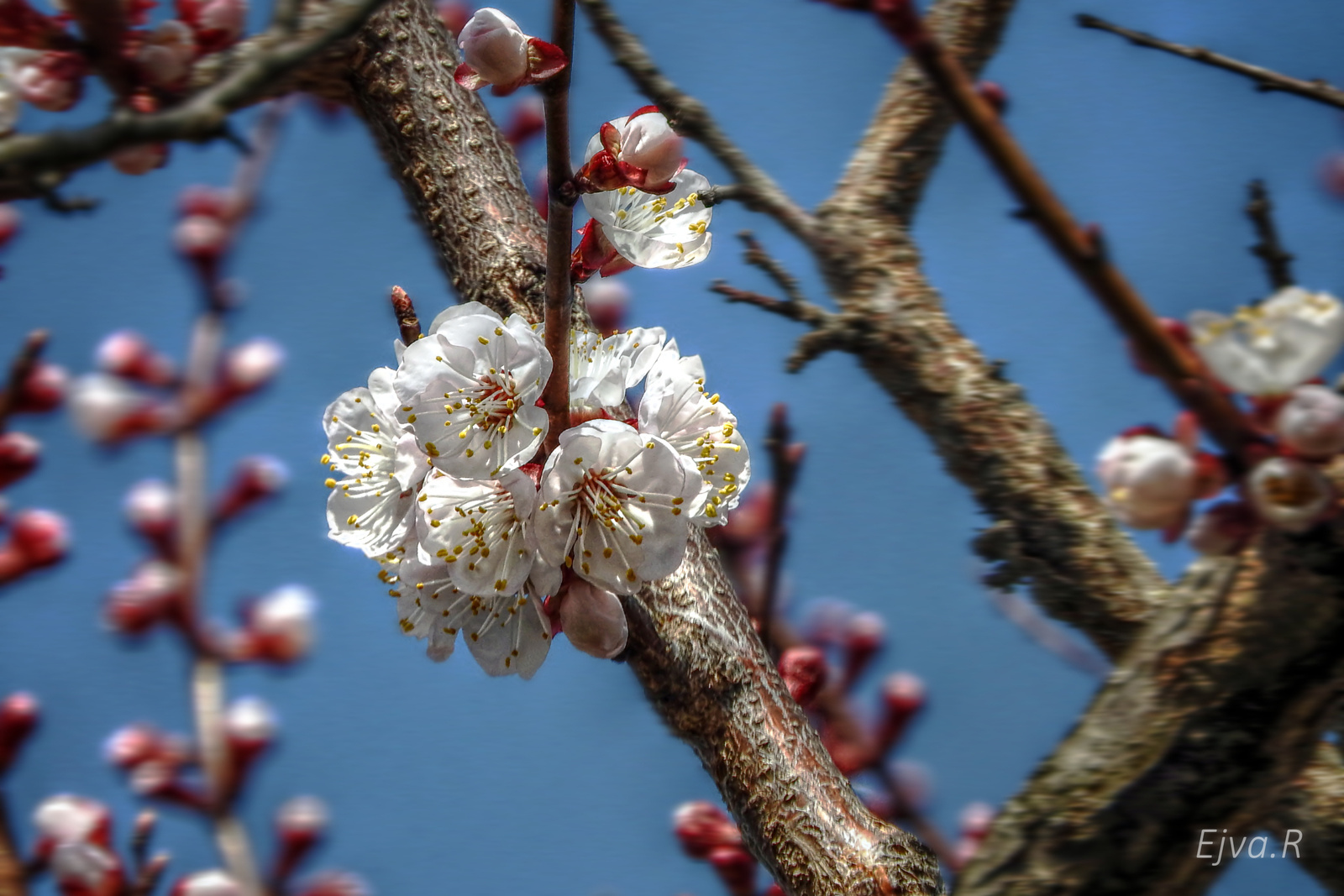 Tavasz Virág Sárgabarackfa