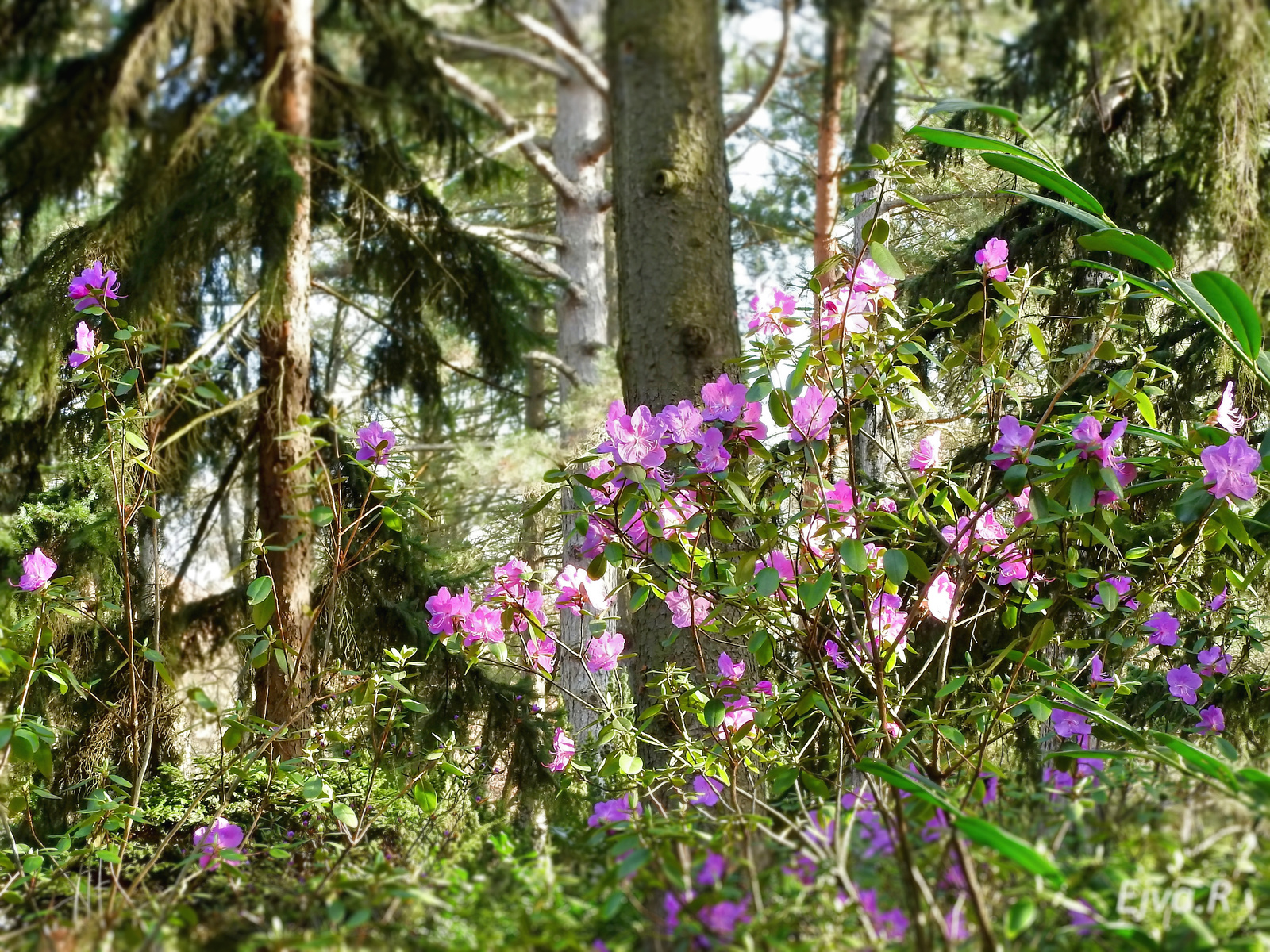 Rhododendron dauricum L. - tauruszi havasszépe