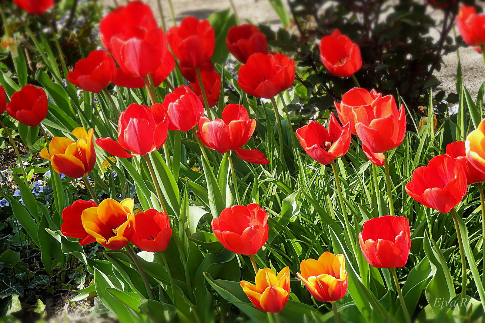 A tulipánok (Tulipa)