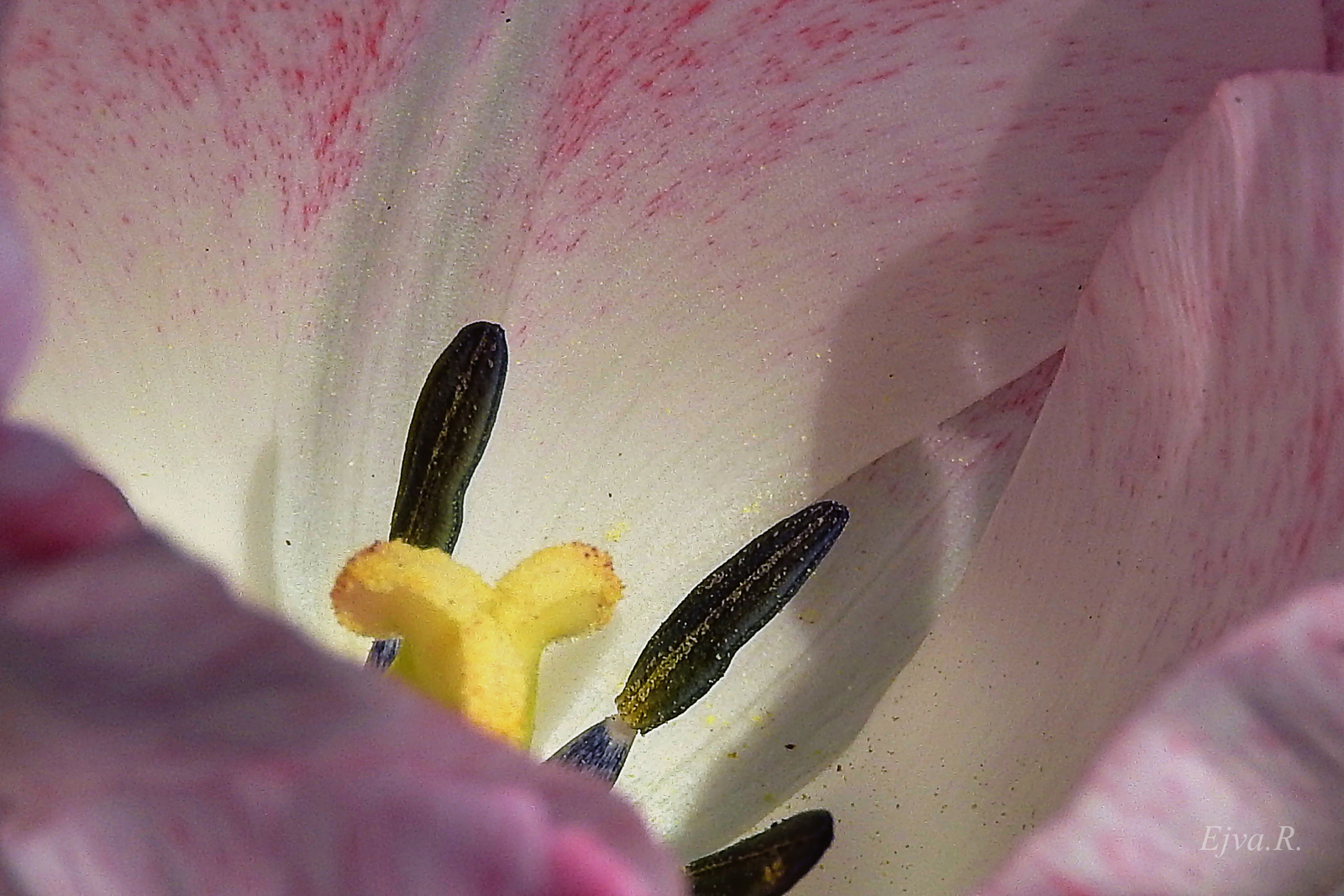 A tulipán (Tulipa)