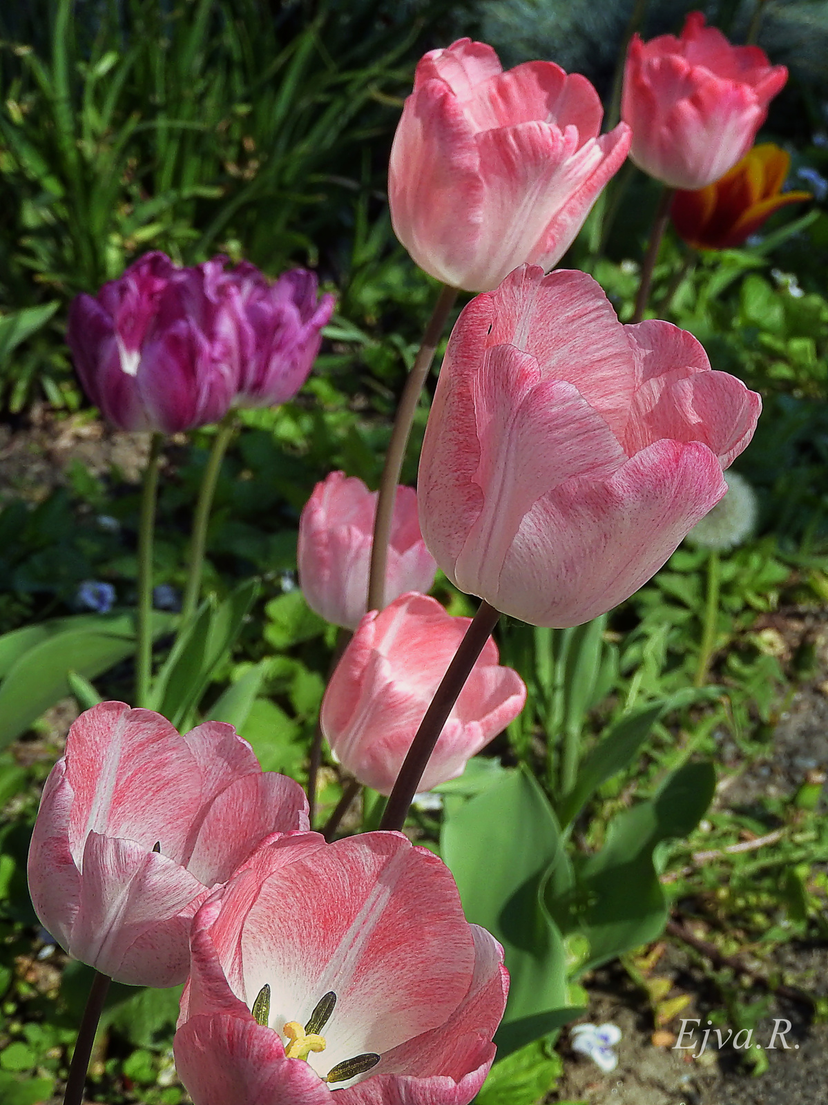 A tulipán (Tulipa)