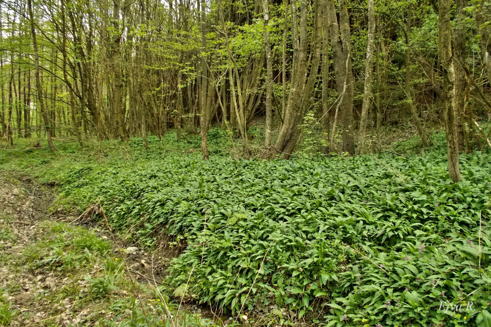 Erdő Medvehagyma (Allium ursinum)