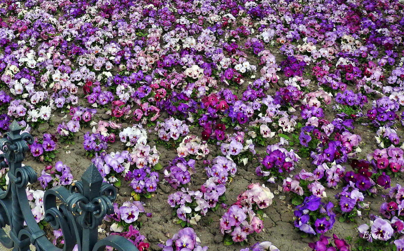 Virágok Árvácska (Viola × wittrockiana)Budapest