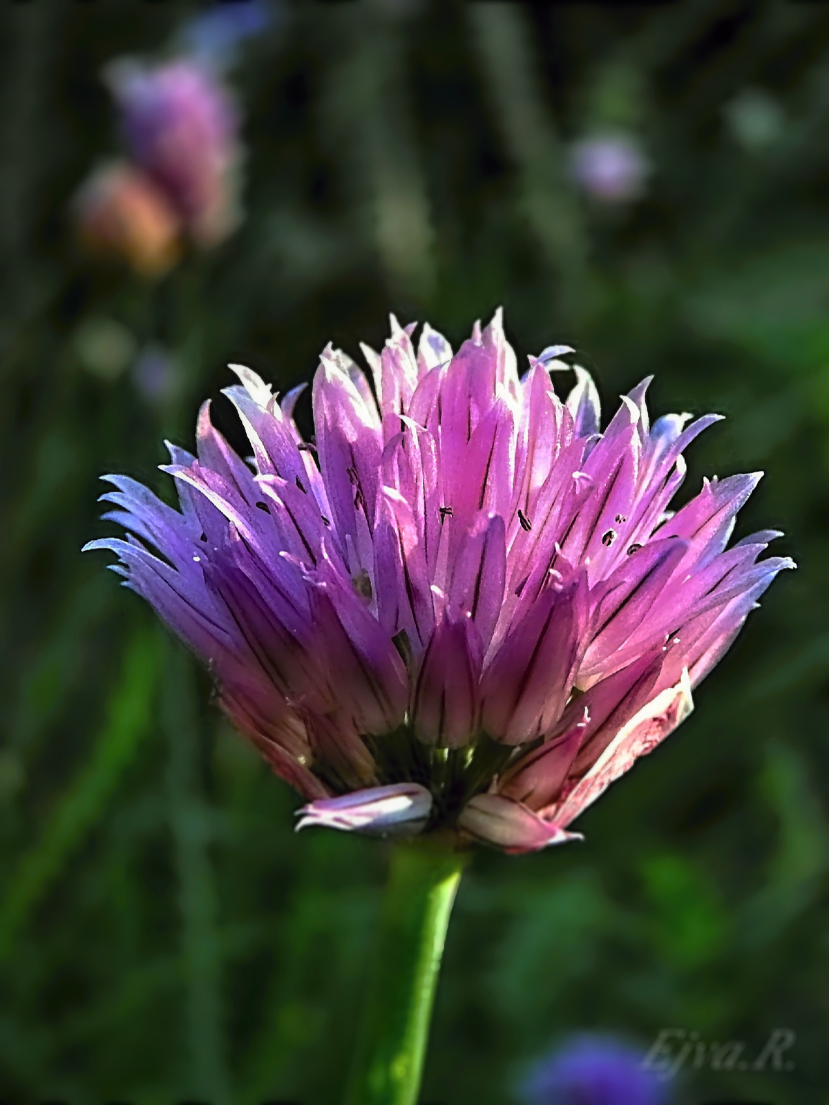 A metélőhagyma vagy snidling (Allium schoenoprasum)