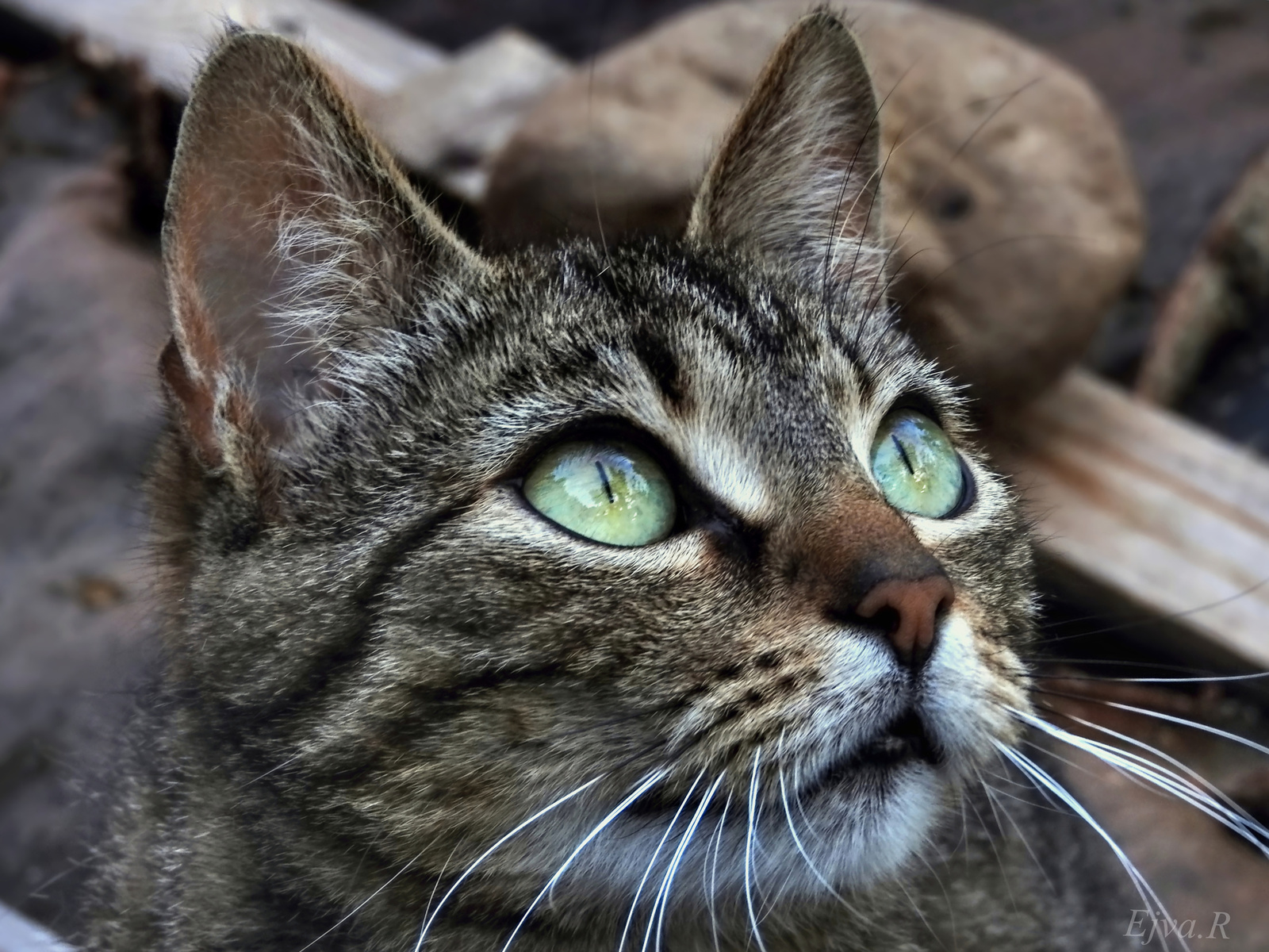 A macska ( Felis silvestris catus)
