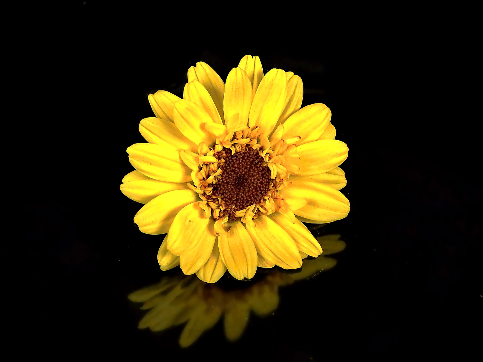 Virág Sárga Tükröződés