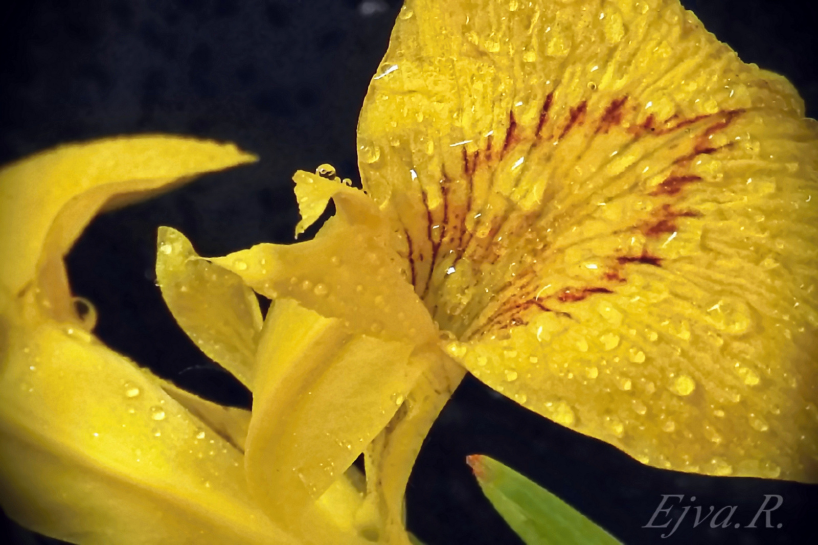 A mocsári nőszirom (Iris pseudacorus)