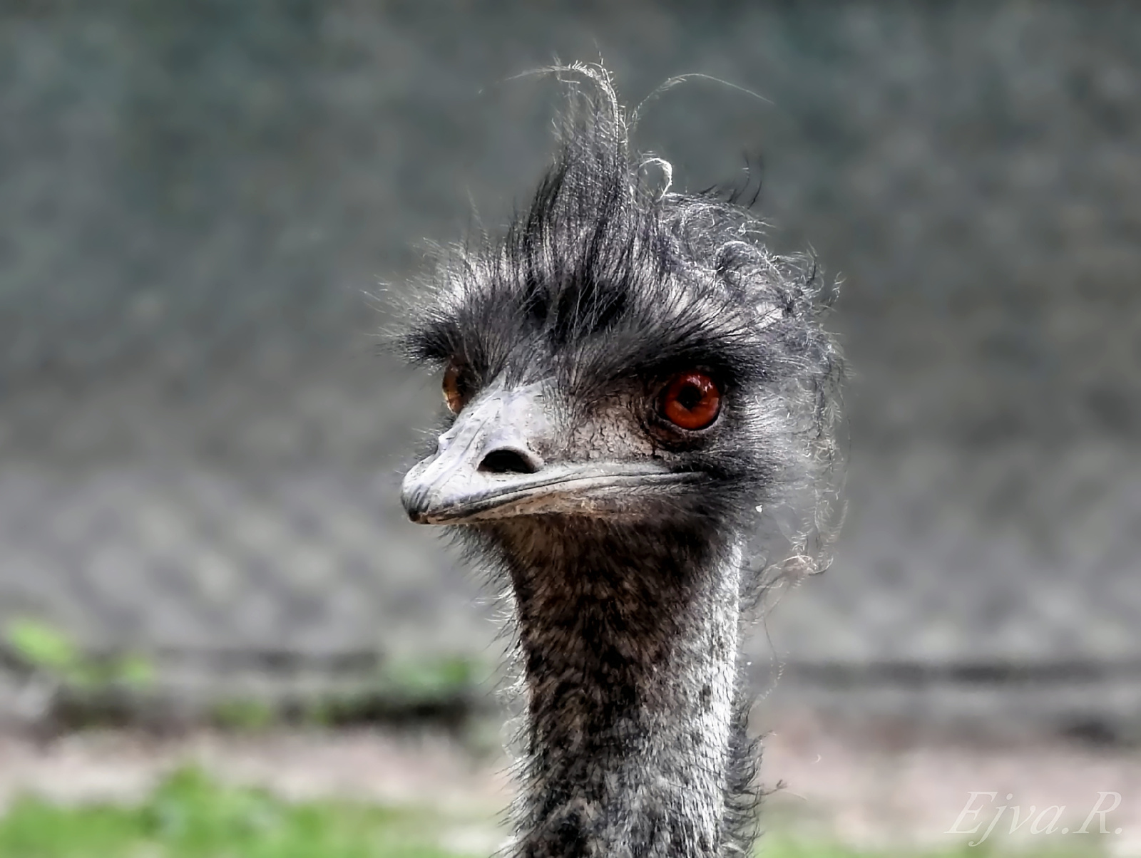Kócosan / Az emu (Dromaius novaehollandiae)