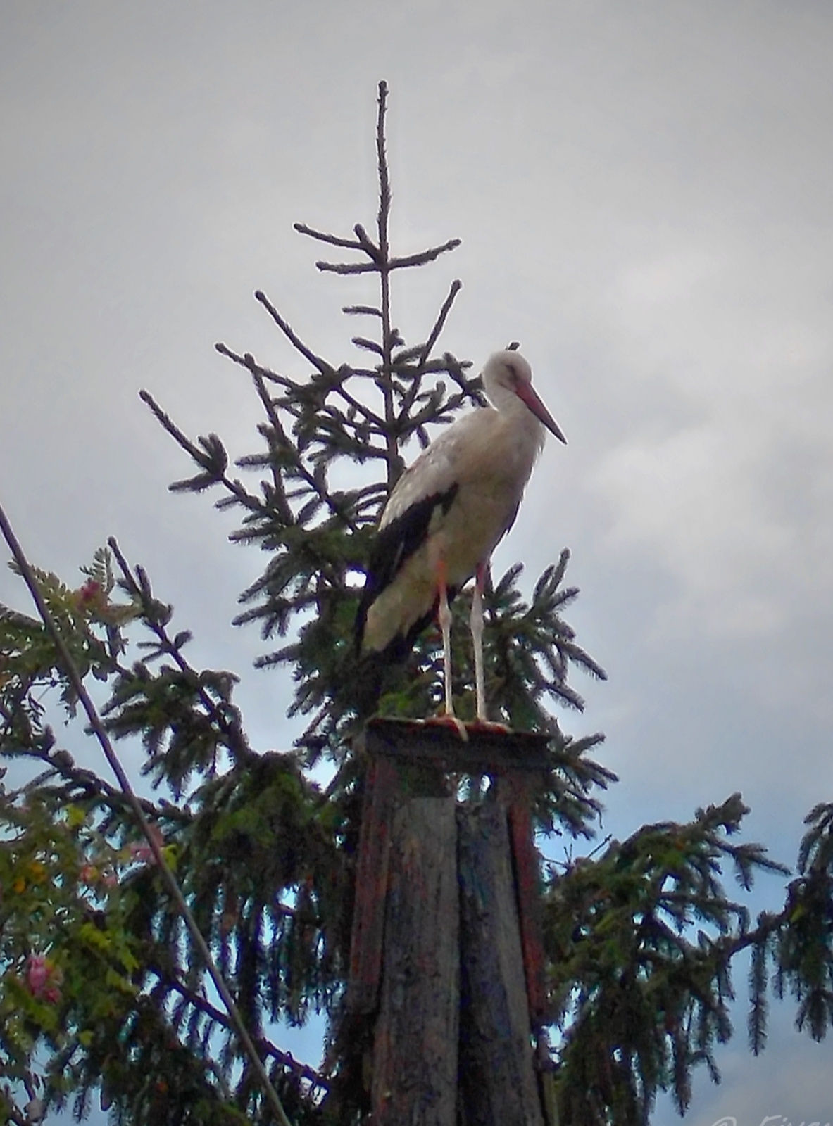 Pihenő fehér gólya (Ciconia ciconia)