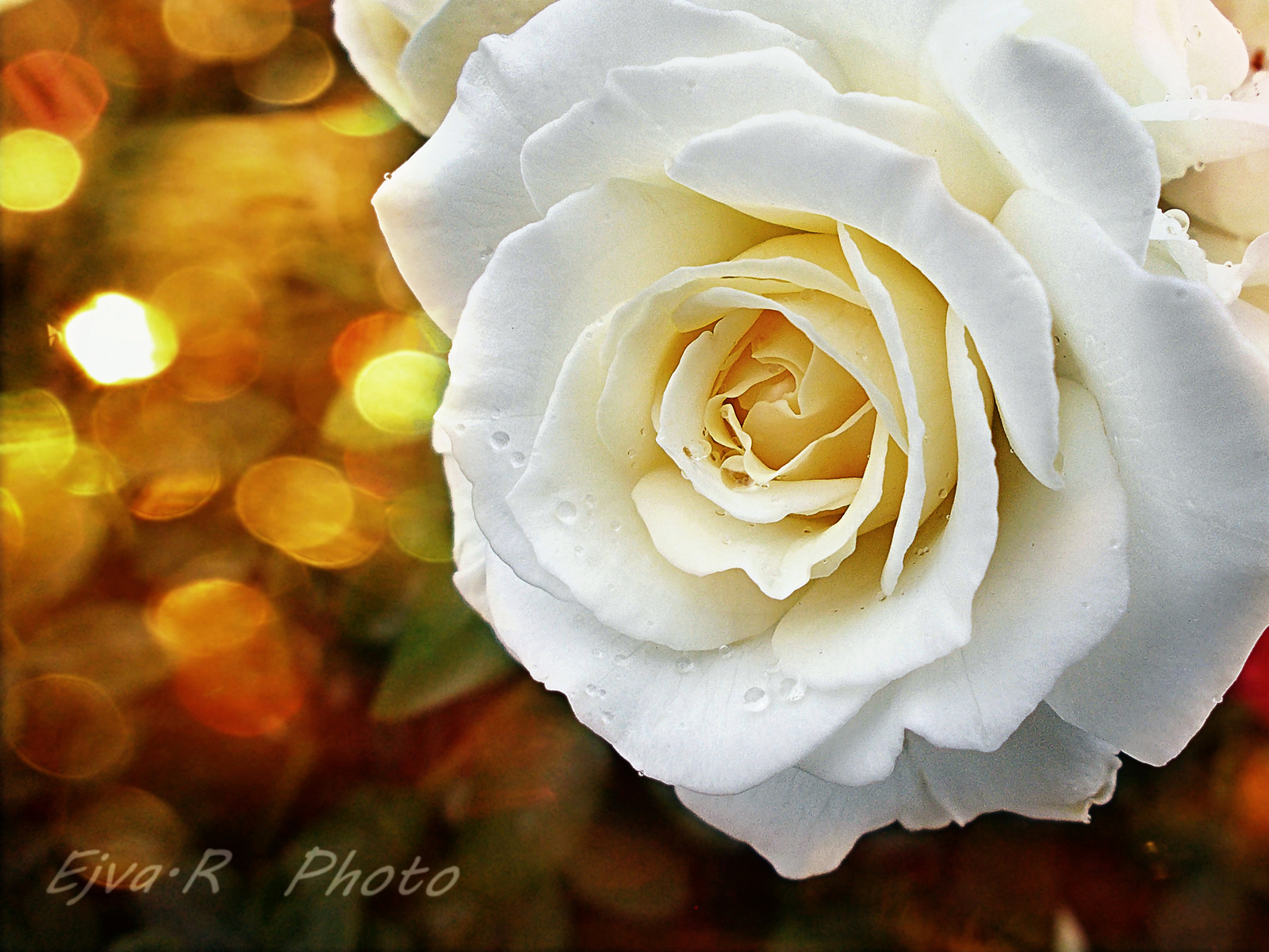 Fehér rózsa Virág Nyár vége