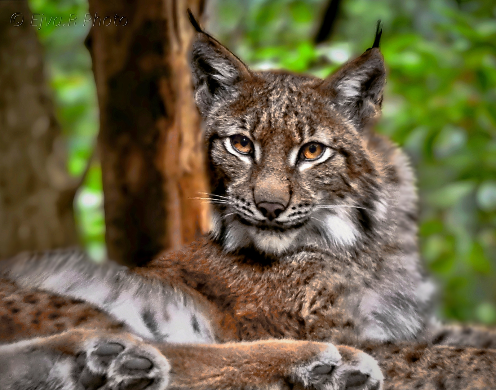 Az eurázsiai hiúz (Lynx lynx)