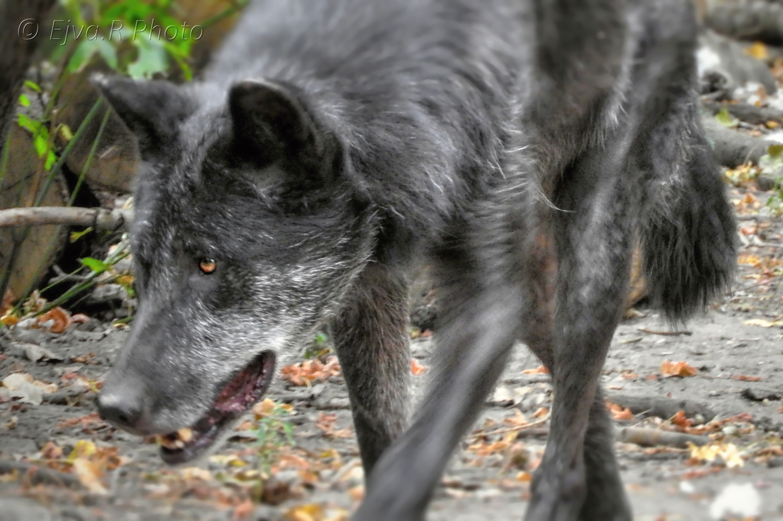 A farkas (Canis lupus)