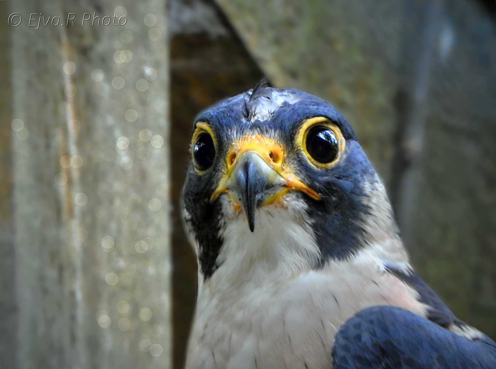 Hello szia! A vándorsólyom (Falco peregrinus)