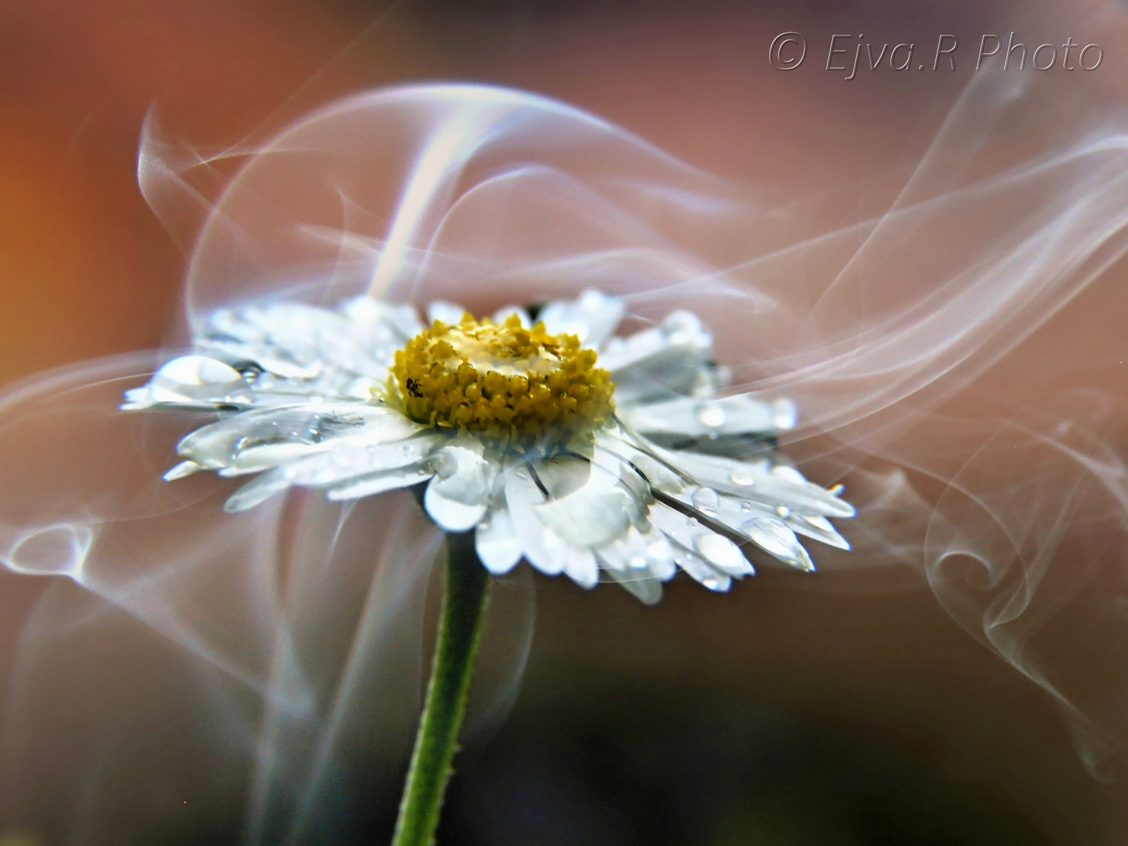 Füst Százszorszép Virág