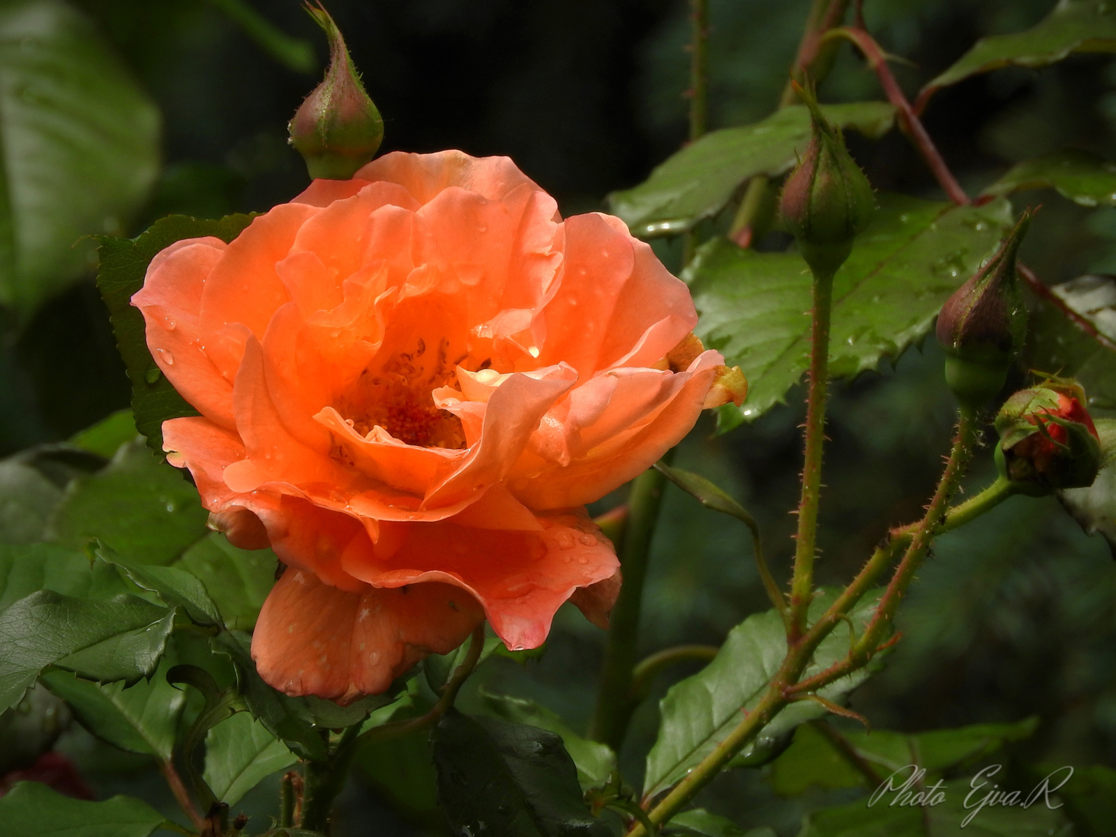 Naracssárga rózsa