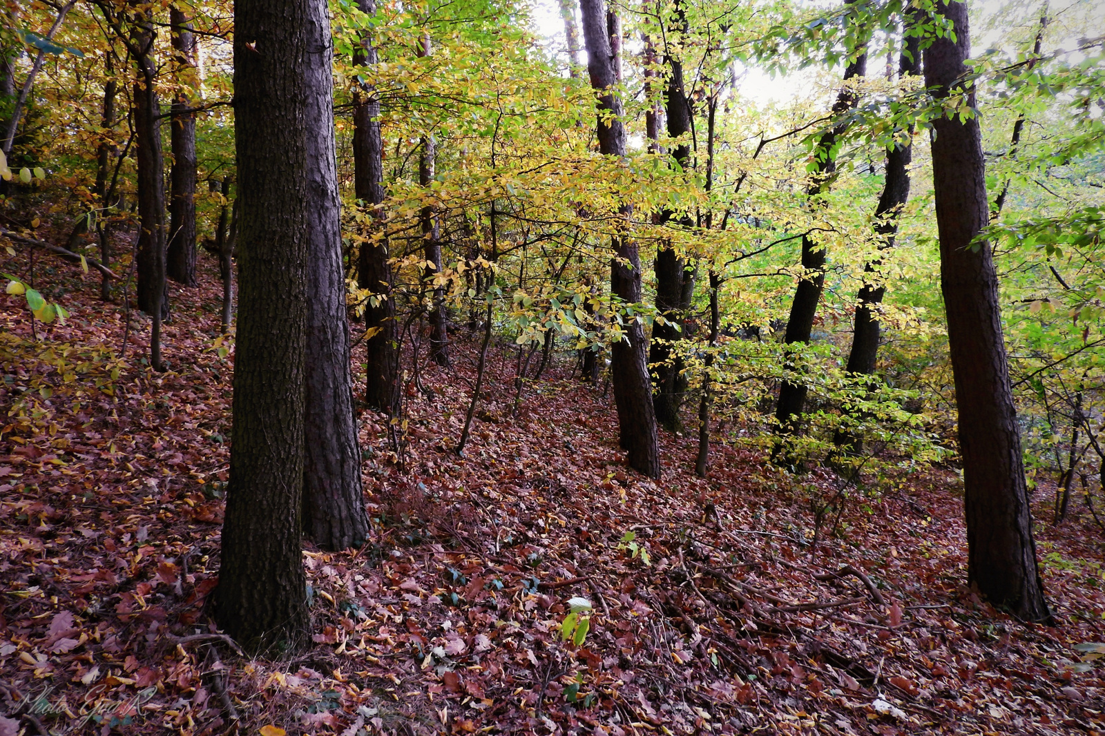 Erdő Ősz