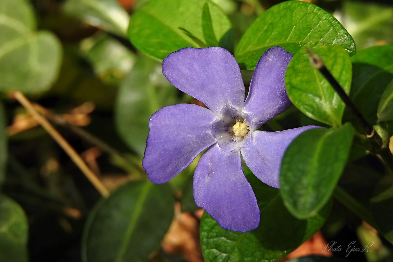 A kis meténg (Vinca minor)