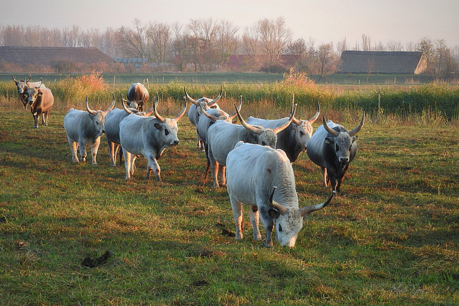 Magyar szürke szarvasmarhák
