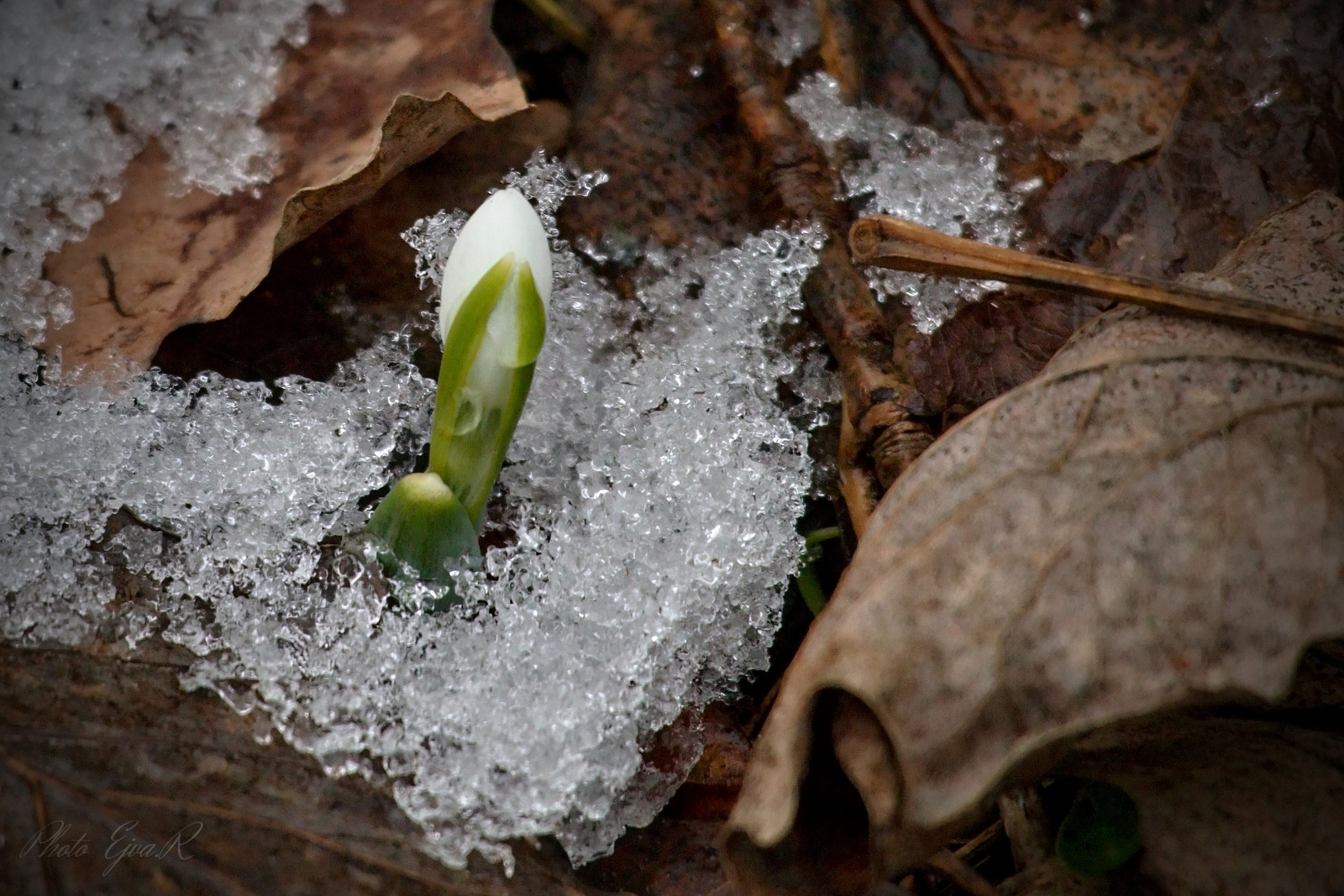 A hóvirág (Galanthus)