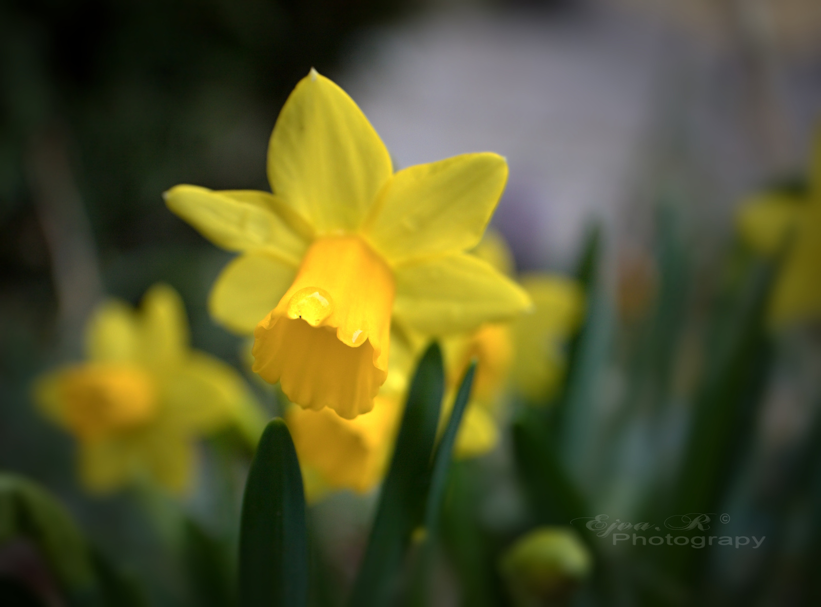 A sárga nárcisz vagy csupros nárcisz (Narcissus pseudonarcissus)