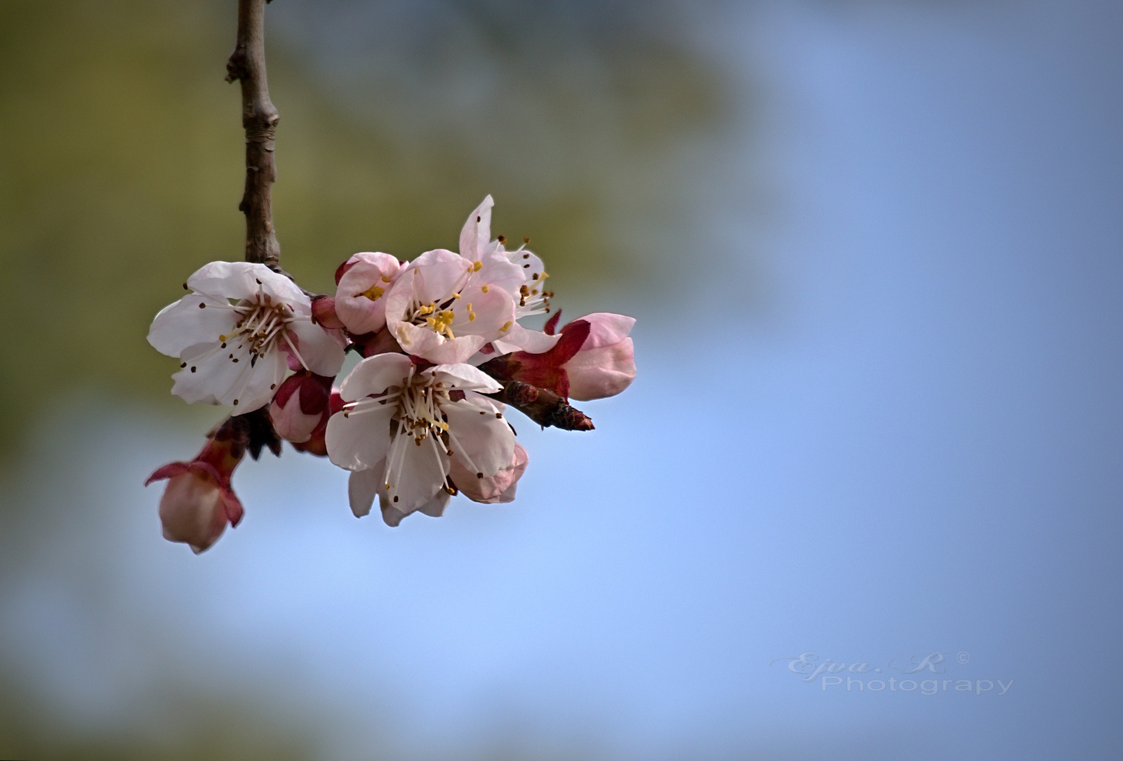 Gyümölcsfa virágok