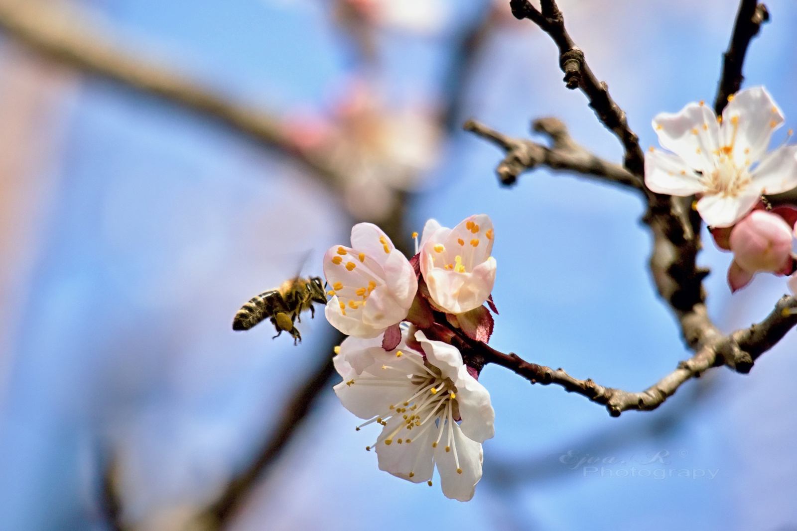 Tavasz Virág Méh