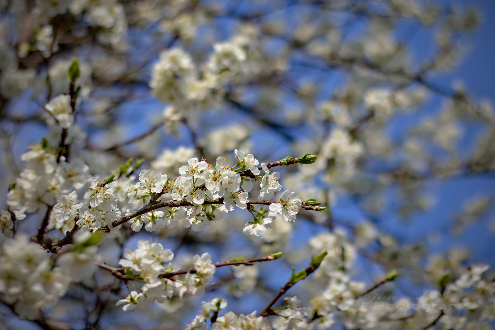 Tavasz Virágzás Gyümölcsfa