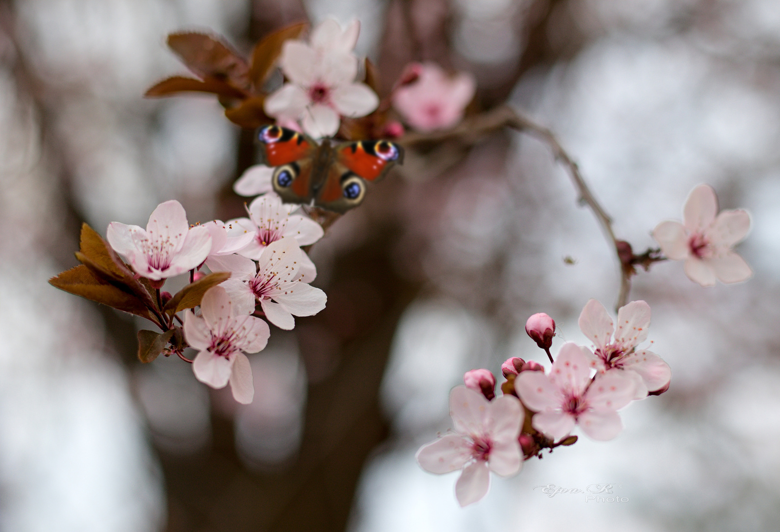 Gyömölcsfavirág Tavasz Pillangó