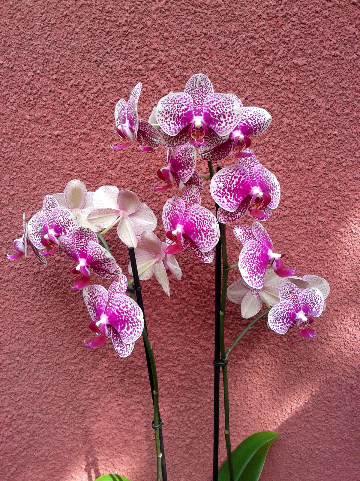 orchidea