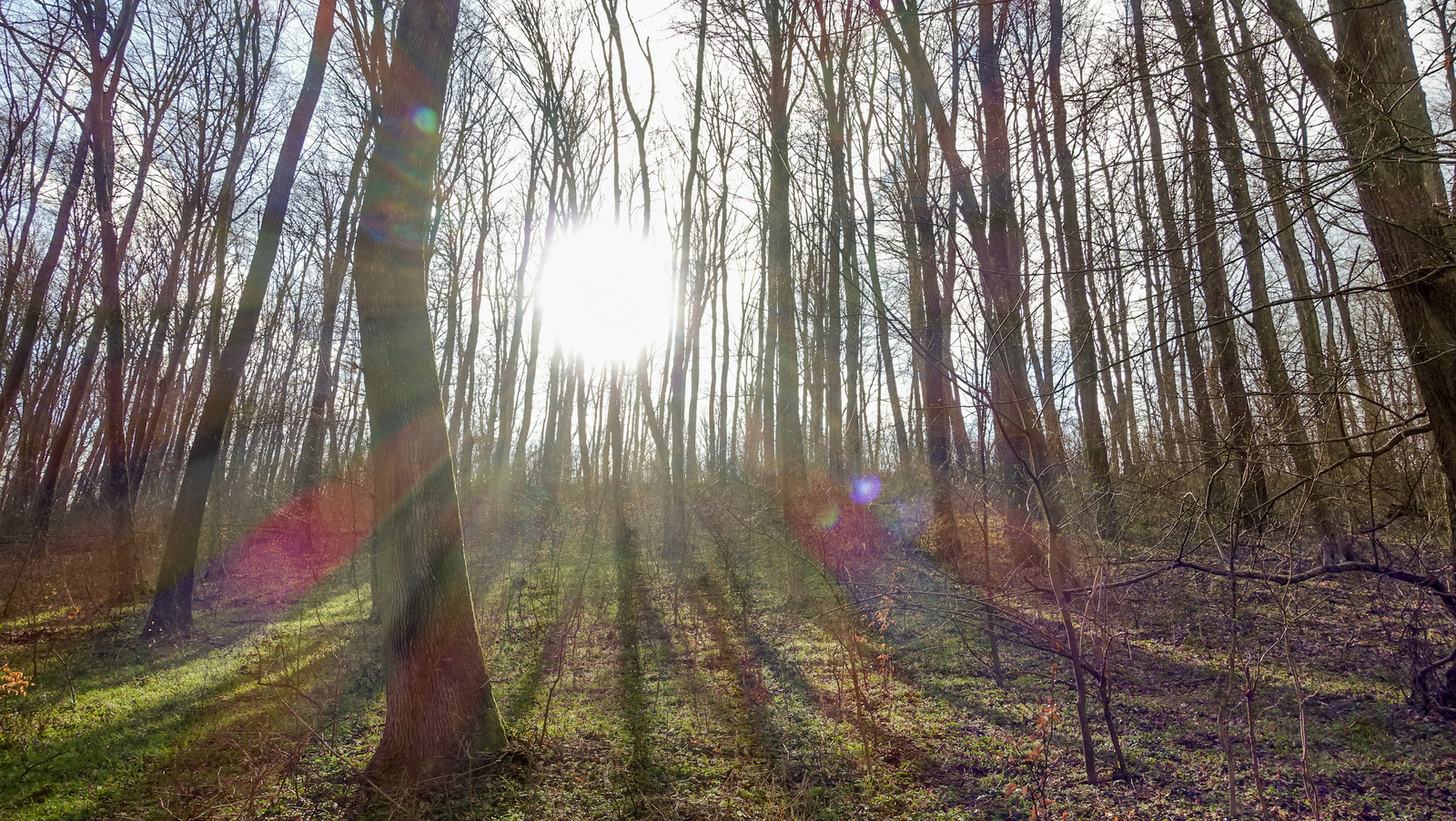 Reggeli napfény az erdőben - Cziráki Balázs, 2015, a fény és árn