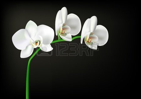 12479945-white-orchid-on-black-background