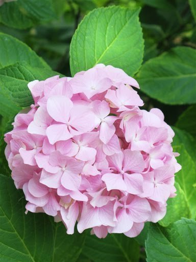 hydrangea 2399