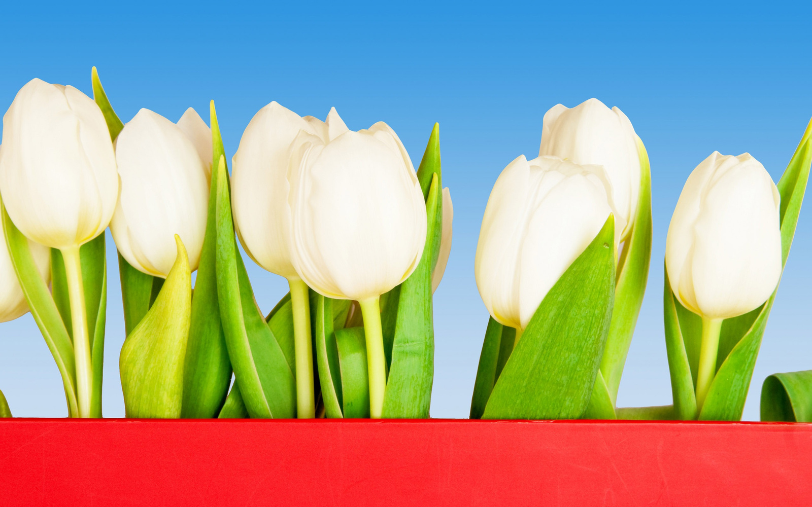 White-tulip 2560x1600