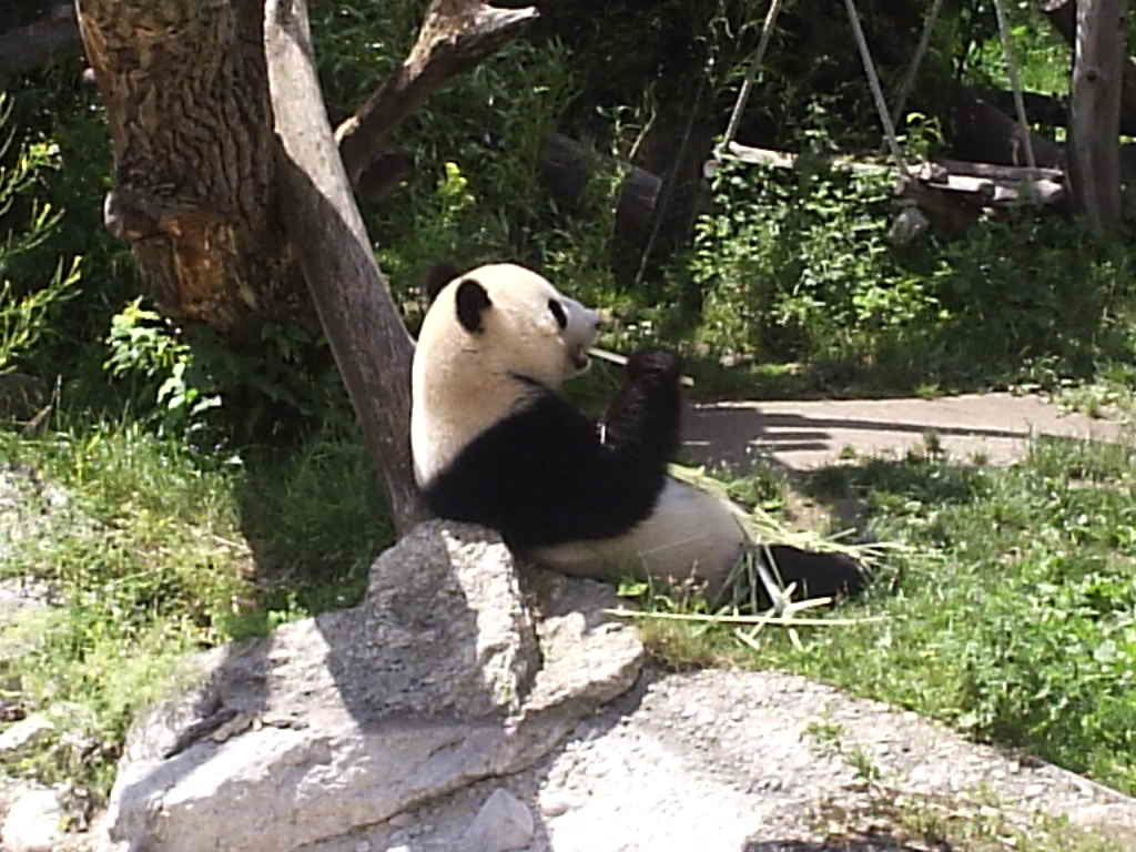 Panda