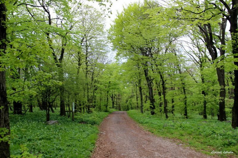 Pécs, Rotary-körsétány(6) átméretezve