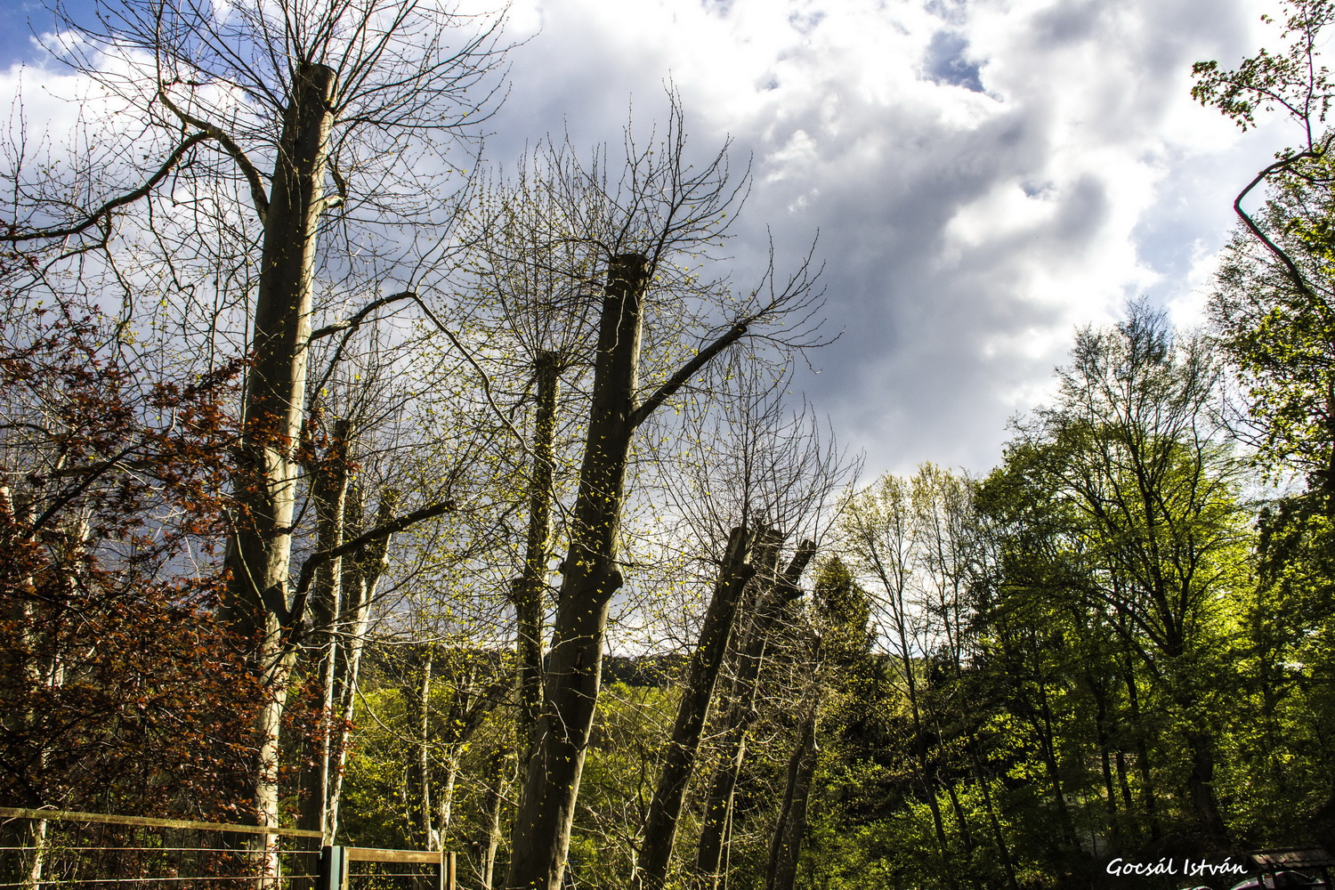 Hosszúhetény - Püspökszentlászló, arborétum