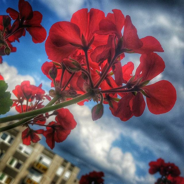 Geranium