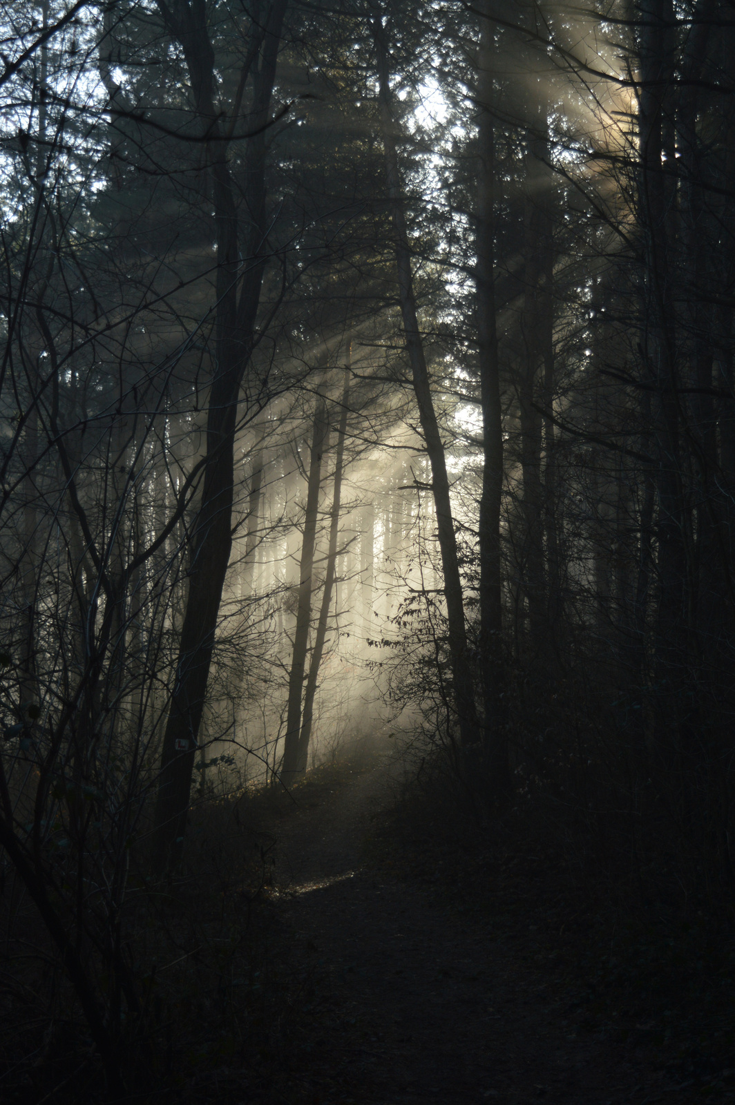 Salgói erdő - fények 4