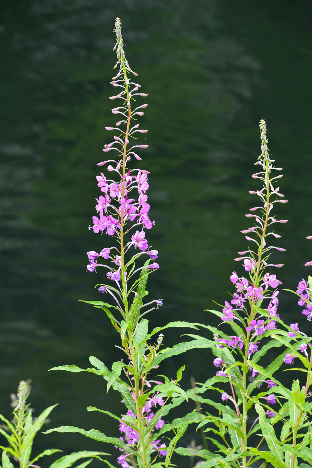 Deréce (Epilobium)