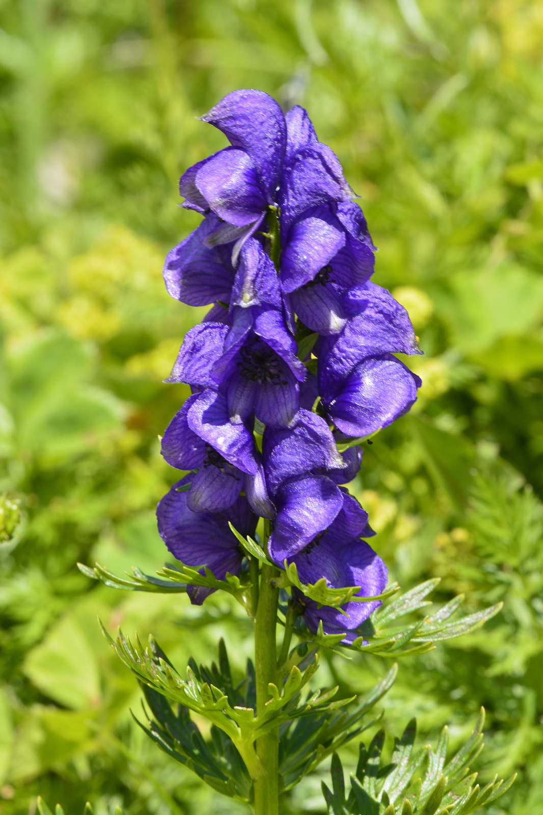 Blauer Eisenhut (Aconitum)