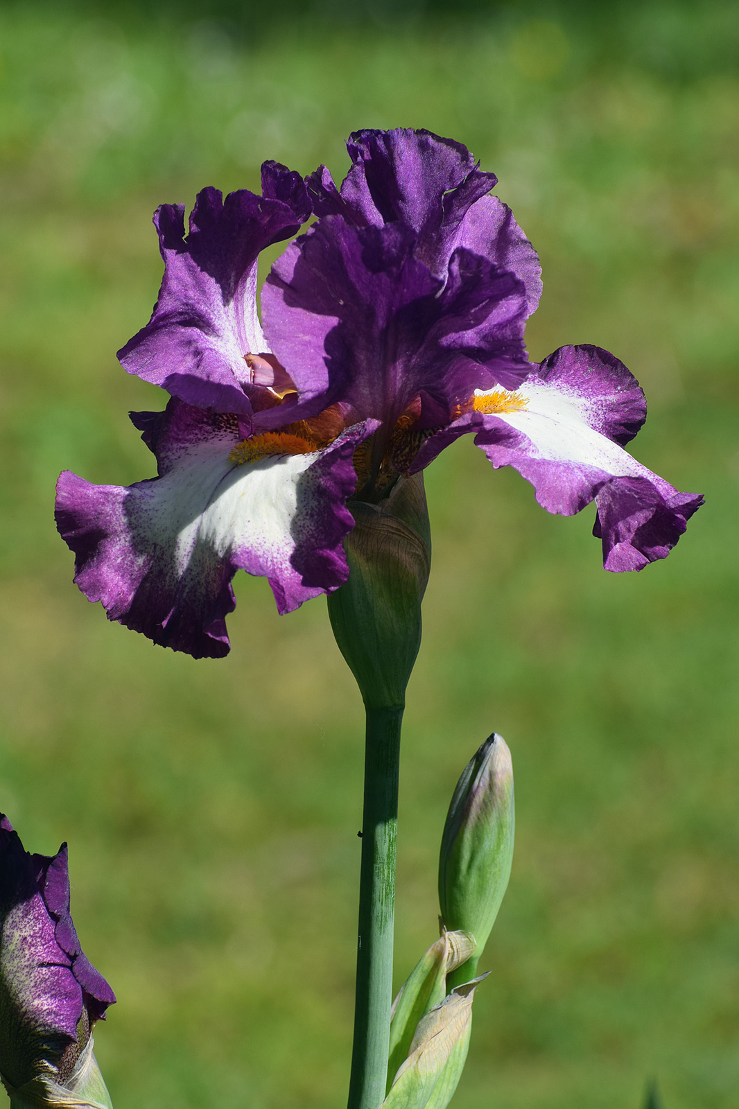 Nőszirom-Iris sp (6)