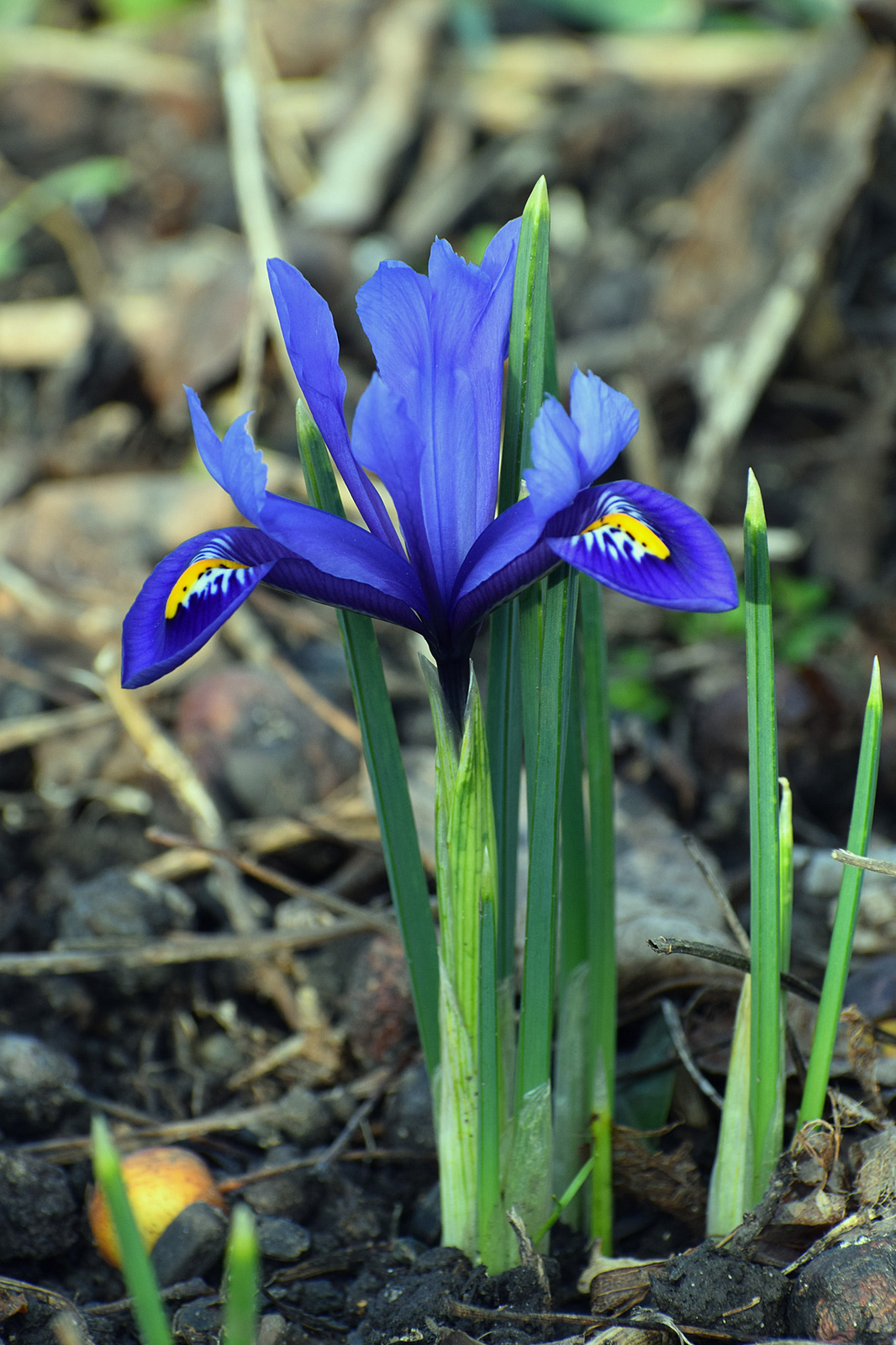 Nőszirom (recéshagymájú)-Iris reticulata