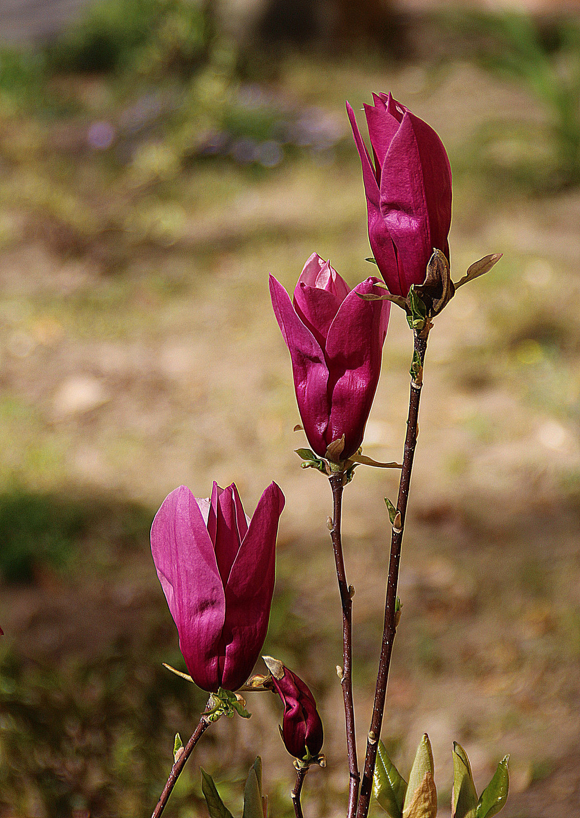 Tulipánfa