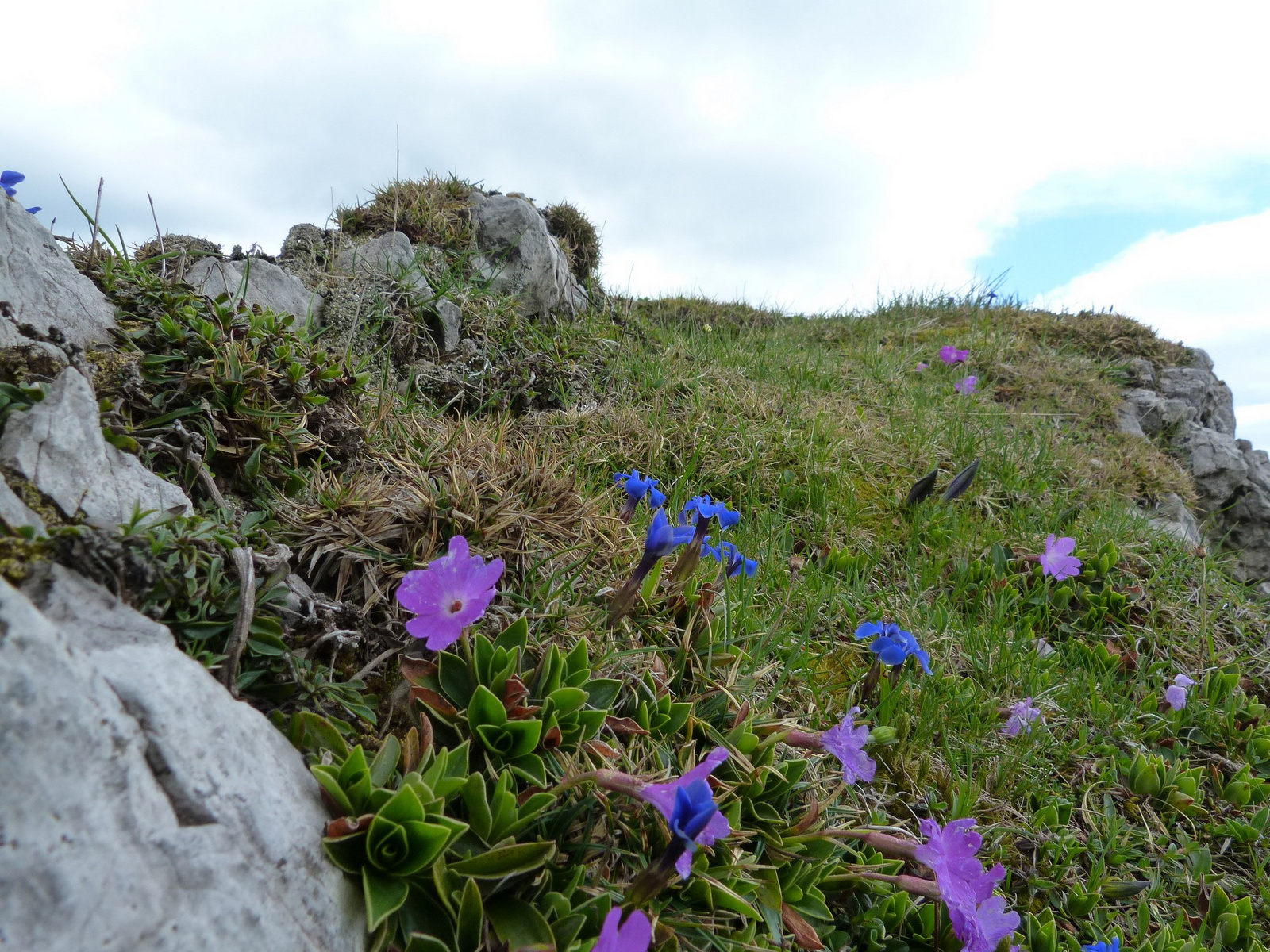 Velika Planina